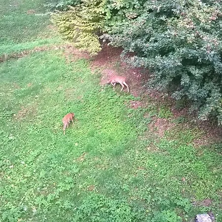 San Gallo * Moggio Udinese